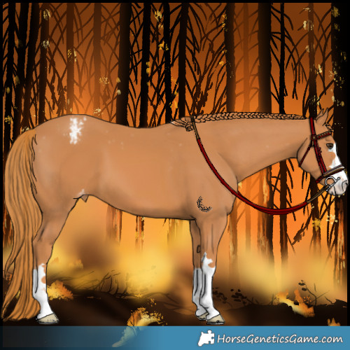 Horse Color:Chestnut Appaloosa 
