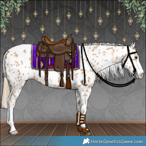 Horse Color:Chestnut Appaloosa 