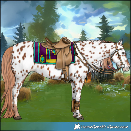 Horse Color:Chestnut Appaloosa 