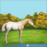 Horse Color:Palomino Appaloosa