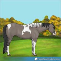 Horse Color:Grullo Splash Tobiano 