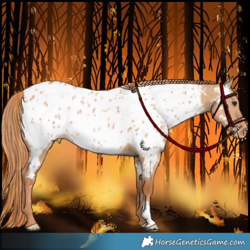 Horse Color:Red Dun Appaloosa 