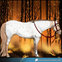 Horse Color:Red Dun Appaloosa