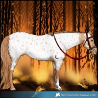 Horse Color:Red Dun Appaloosa 