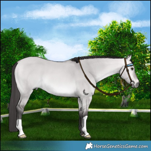 Horse Color:Platinum Buckskin Dun 