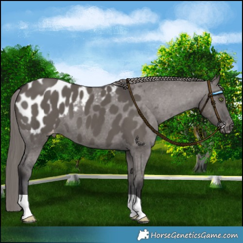 Horse Color:Platinum Smoky Grullo Blanket 