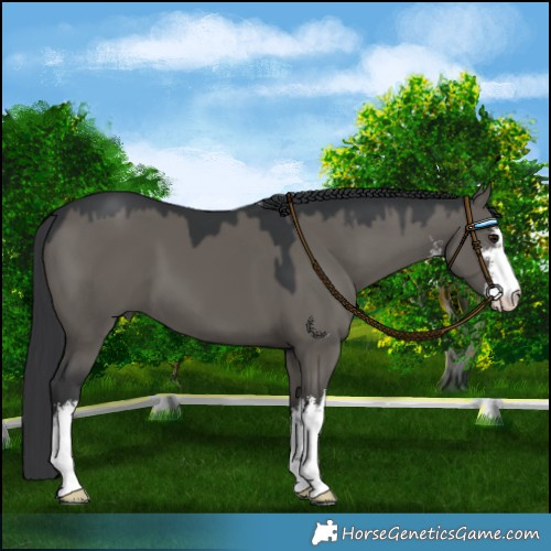 Horse Color:Platinum White Spotted Grullo 