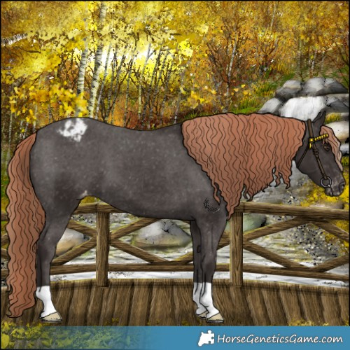 Horse Color:Liver Chestnut Varnish 