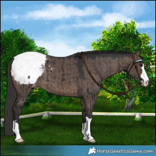 Horse Color:Brown Dun Mushroom Appaloosa Brindle 
