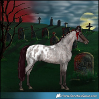 Horse Color:Silver Bay Roan Appaloosa 