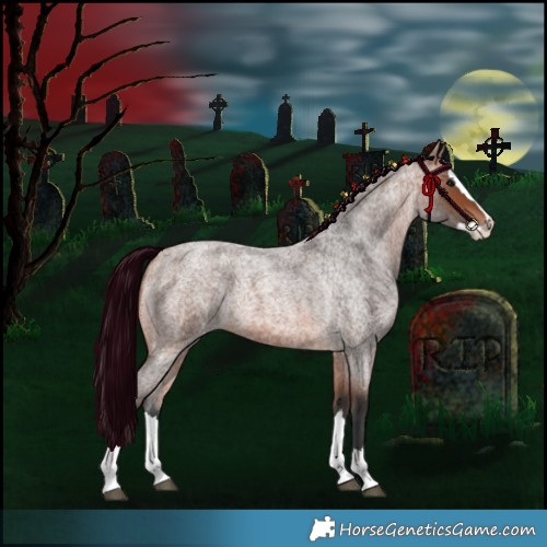 Horse Color:Bay Roan Splash