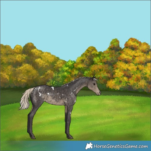 Horse Color:White Spotted Silver Smoky Black Appaloosa 