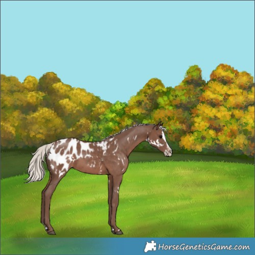 Horse Color:White Spotted Silver Black Splash Appaloosa 