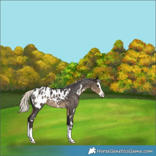 Horse Color:White Spotted Silver Smoky Black Splash Appaloosa 