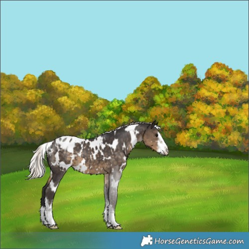 Horse Color:White Spotted Silver Smoky Black Appaloosa 