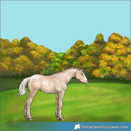 Horse Color:White Spotted Silver Smoky Black Pearl Splash Appaloosa 