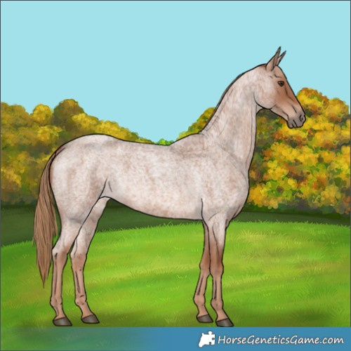 Horse Color:Red Roan 