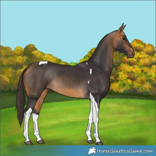 Horse Color:Buckskin Tobiano