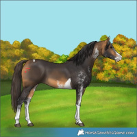 Horse Color:White Spotted Buckskin Tobiano 