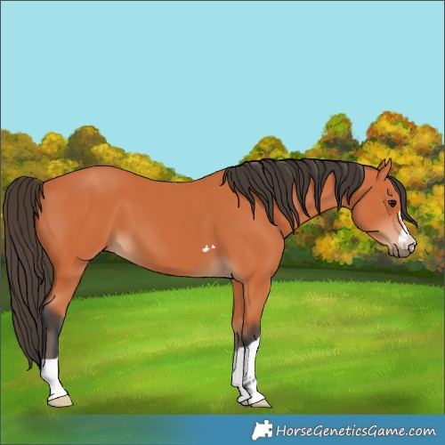 Horse Color:Unknown 