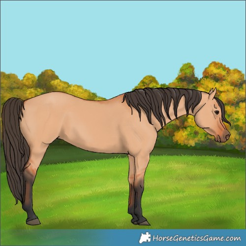 Horse Color:Unknown 