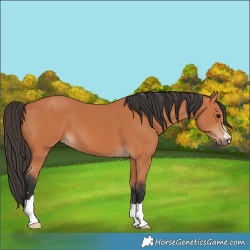 Horse Color:Unknown 
