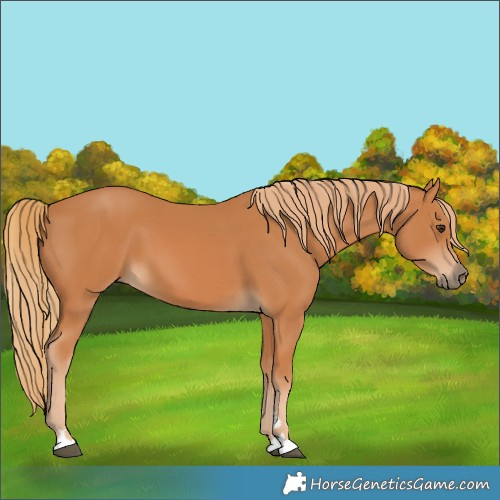 Horse Color:Unknown 