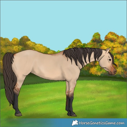 Horse Color:Unknown 