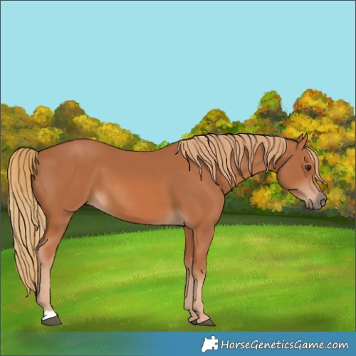 Horse Color:Unknown 
