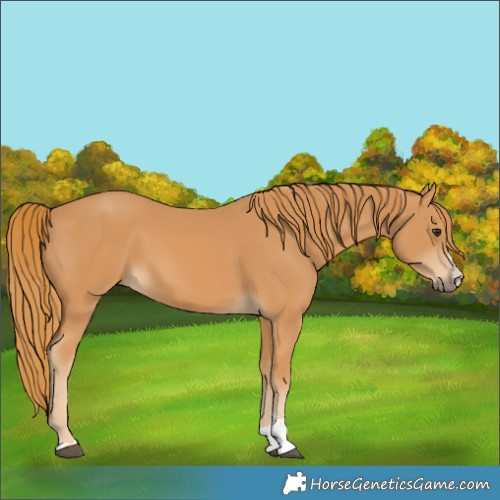 Horse Color:Unknown 