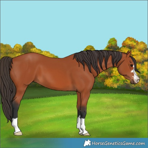 Horse Color:Unknown 