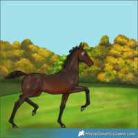Horse Color:Gray Bay
