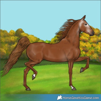 Horse Color:Gray Chestnut 