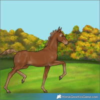 Horse Color:Gray Chestnut 
