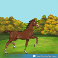 Horse Color:Gray Chestnut