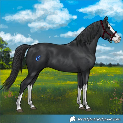 Horse Color:Black Splash
