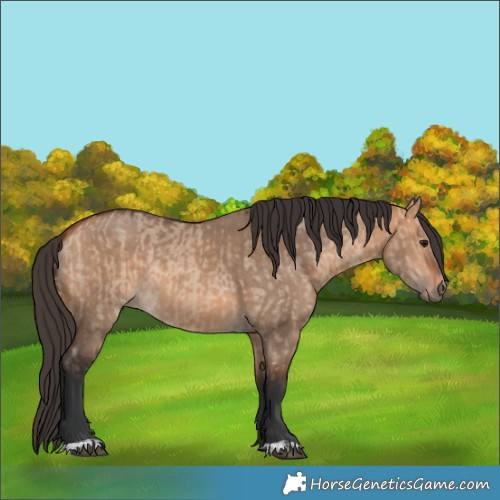 Horse Color:Bay Dun  and Bay Dun 