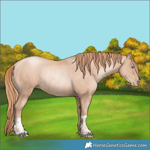 Horse Color:Gold Champagne Pearl Rabicano and Gold Champagne Pearl Rabicano