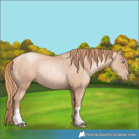 Horse Color:Gold Champagne Pearl Rabicano and Gold Champagne Pearl Rabicano
