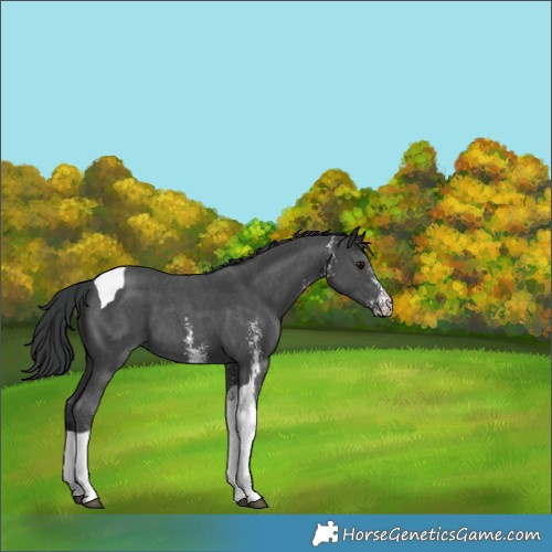 Horse Color:Black Sabino Tobiano