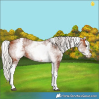 Horse Color:White Spotted Silver Bay Splash 
