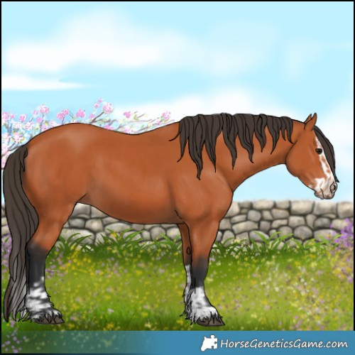 Horse Color:Bay  and Bay Splash 