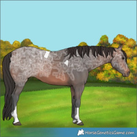 Horse Color:Brown Ice Tobiano