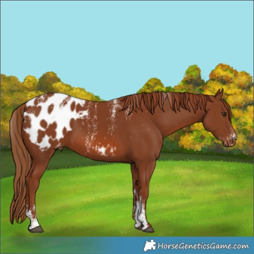 Horse Color:Powder White Chestnut Appaloosa 