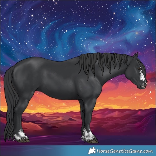 Horse Color:Black and Black