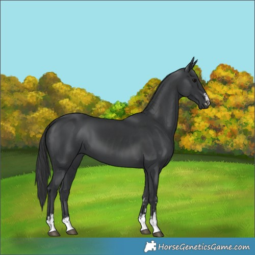 Horse Color:Black  and Black 