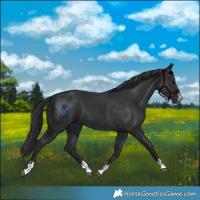 Horse Color:Black  and Black 