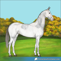Horse Color:White Spotted Blue Roan Rabicano  and White Spotted Classic Champagne Roan Rabicano 