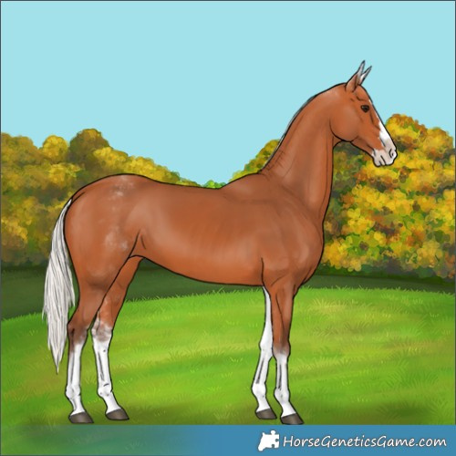 Horse Color:White Spotted Silver Bay Splash 