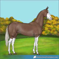 Horse Color:Silver Black Splash 